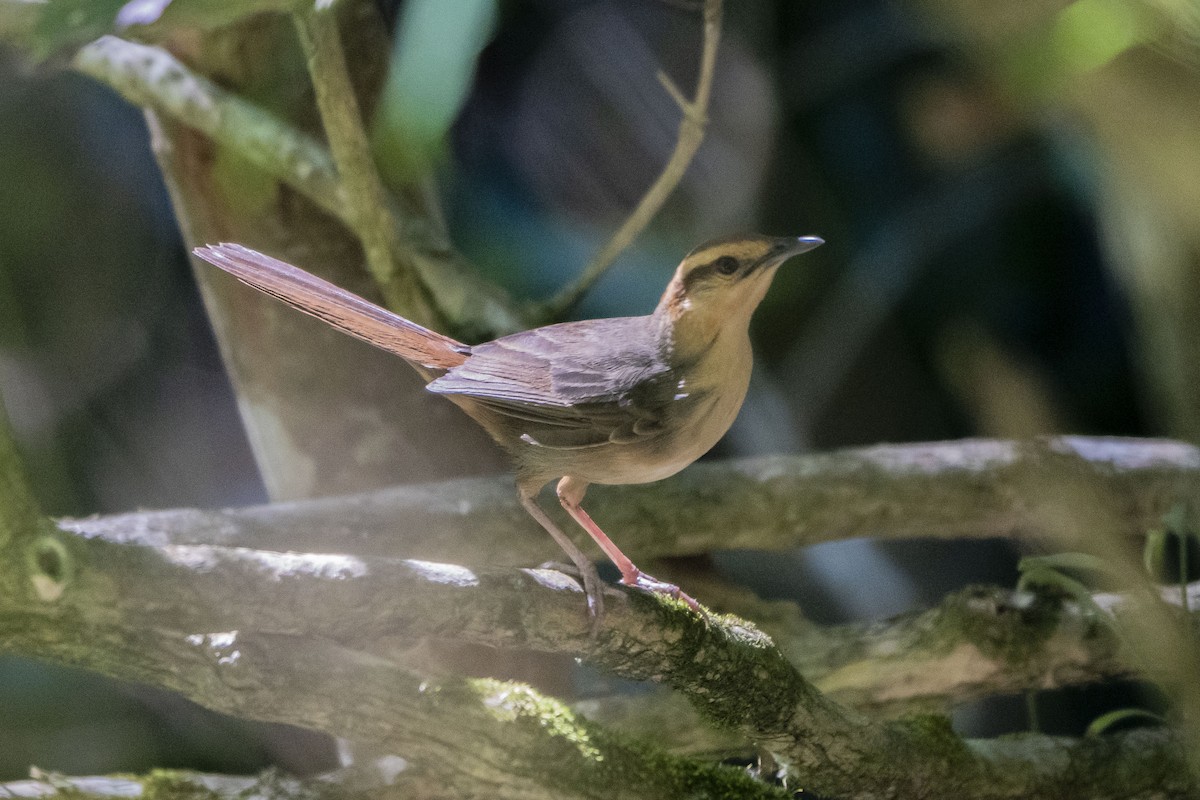 Buff-banded Bushbird - ML639095101