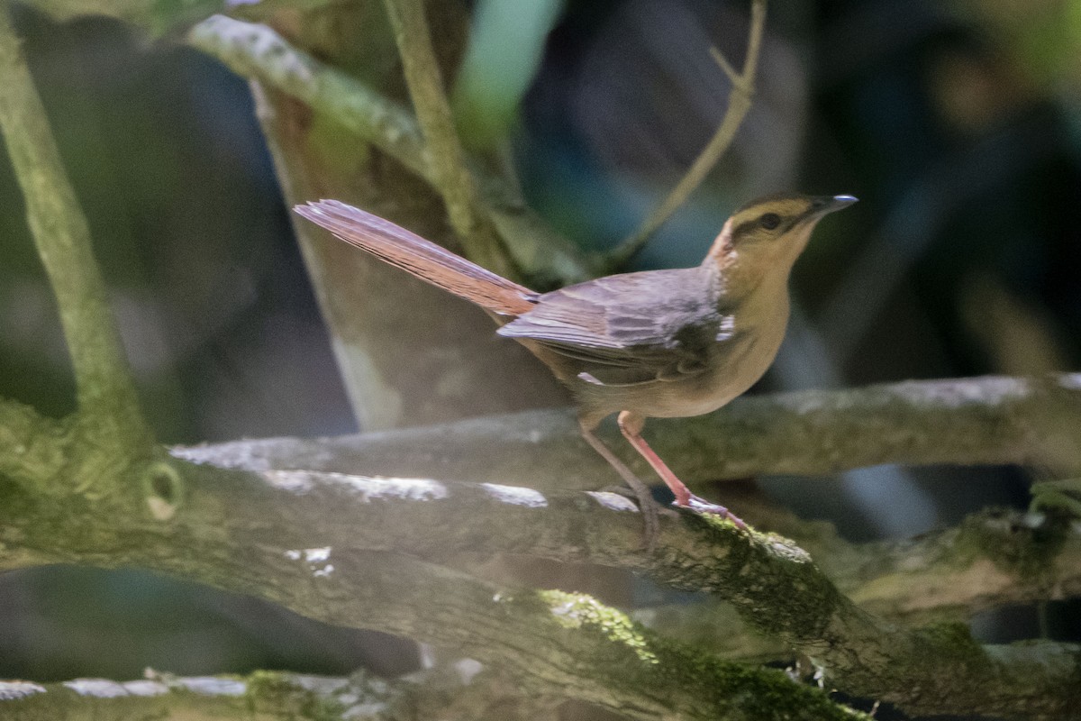 Buff-banded Bushbird - ML639095102