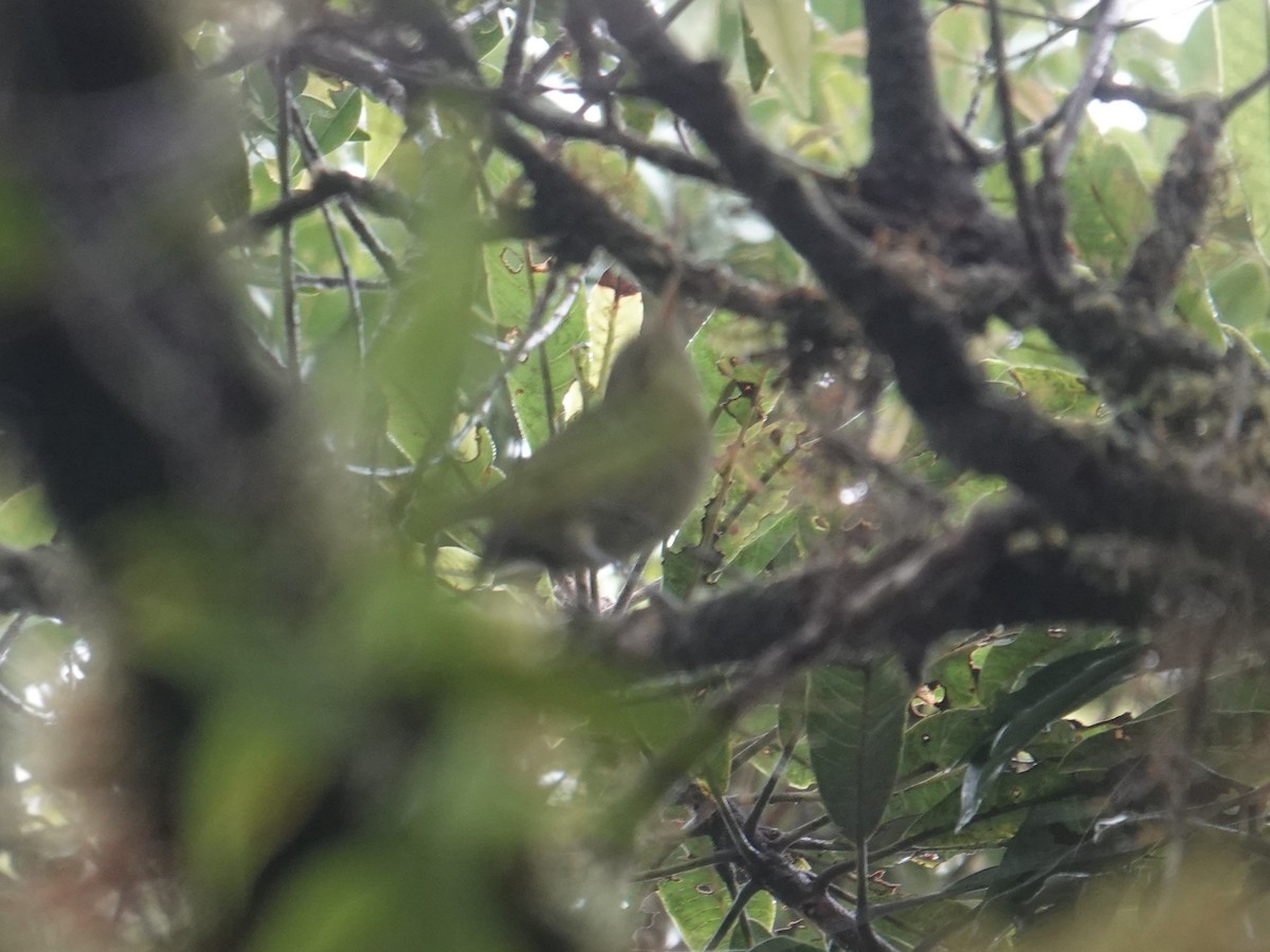 Island Leaf Warbler - ML639095143