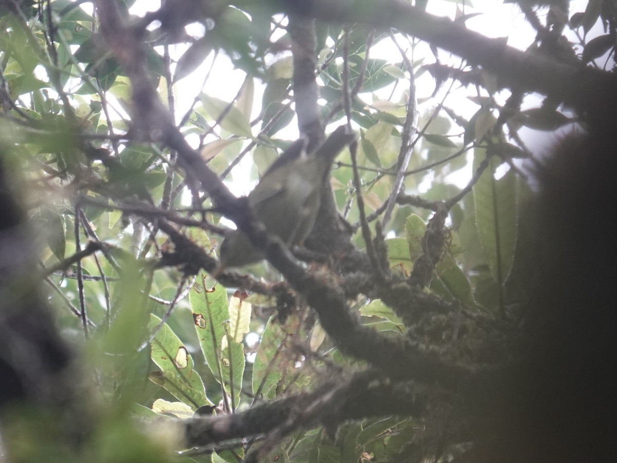 Island Leaf Warbler - ML639095146