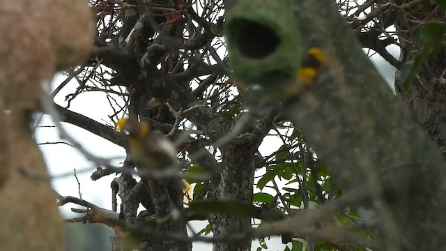 Baya Weaver - ML639095164