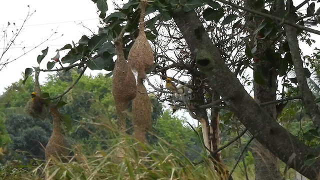 Baya Weaver - ML639095165