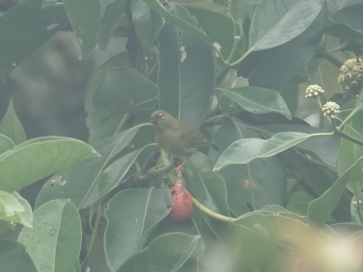Solomons White-eye - ML639095190