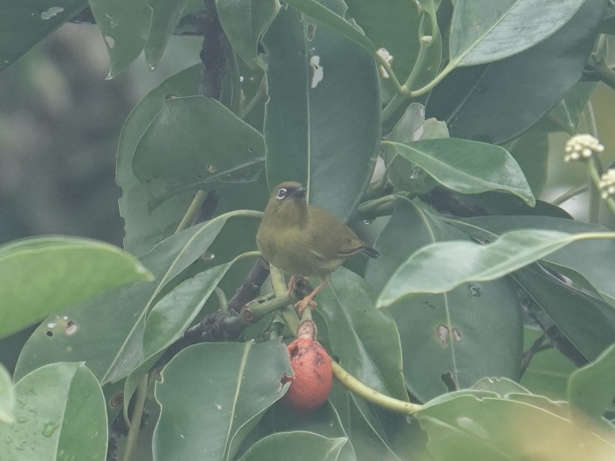 Solomons White-eye - ML639095192