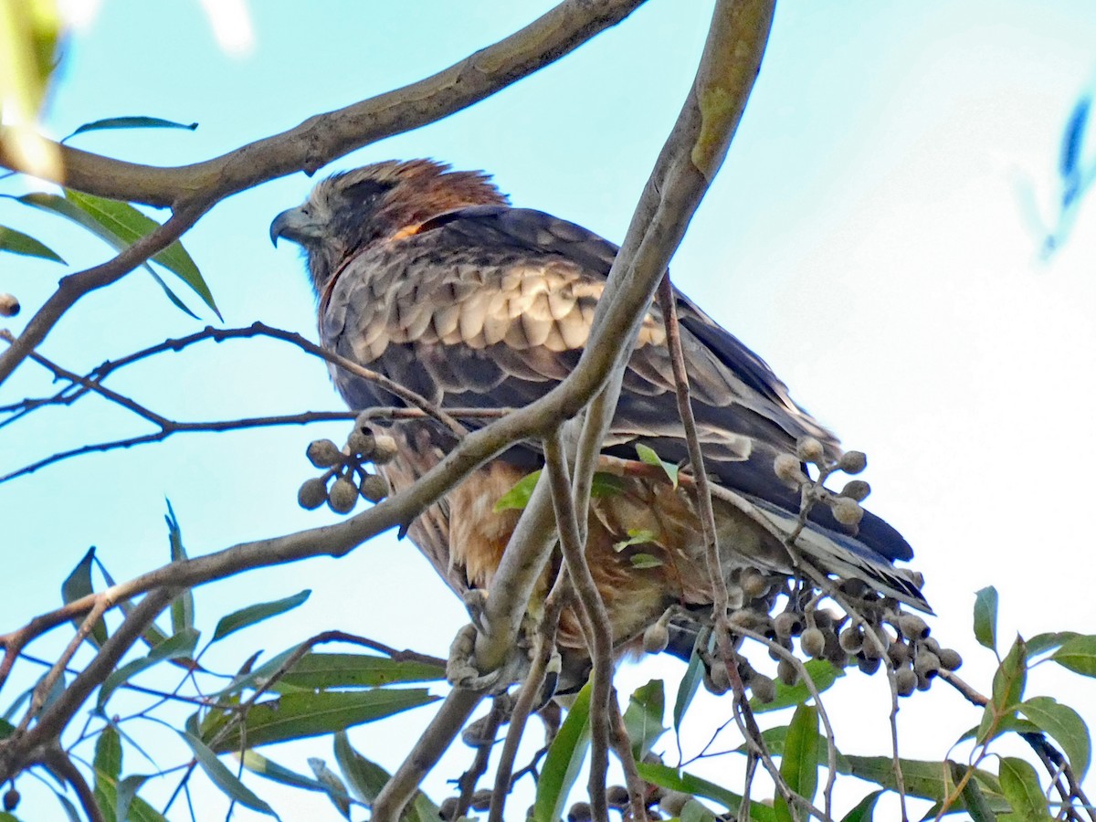 Little Eagle - ML639095256