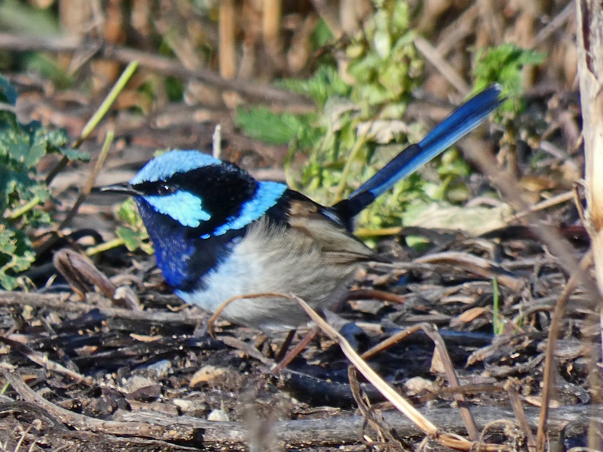 Superb Fairywren - ML639095259
