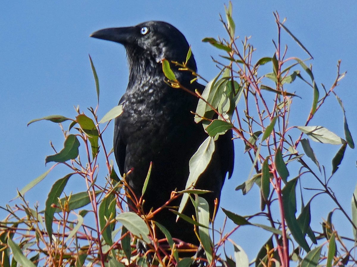 Little Raven - ML639095272