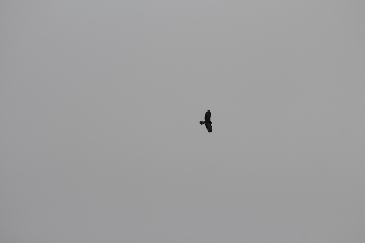 Little Eagle - ML639095291