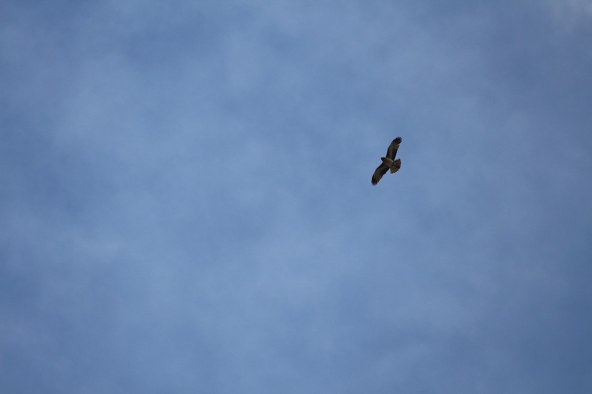 Little Eagle - ML639095293