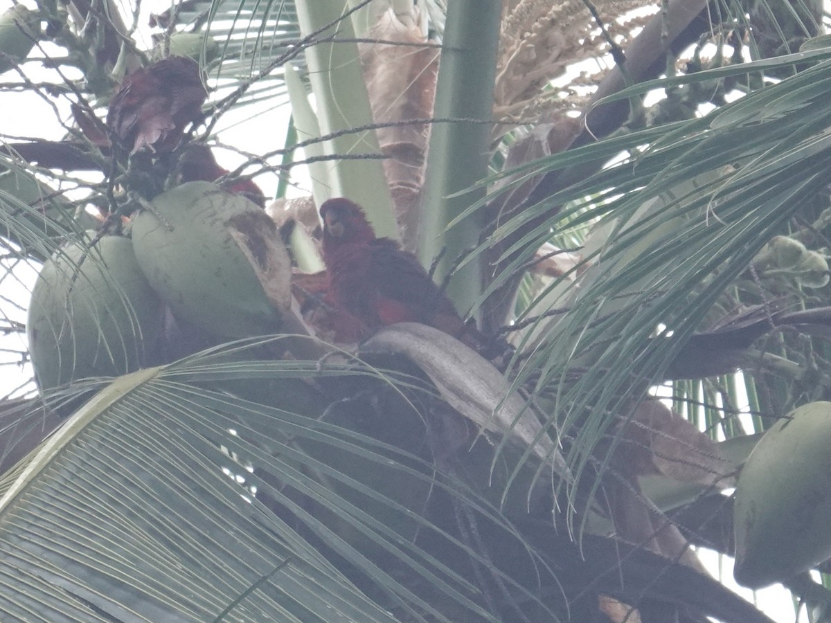Cardinal Lory - ML639095358