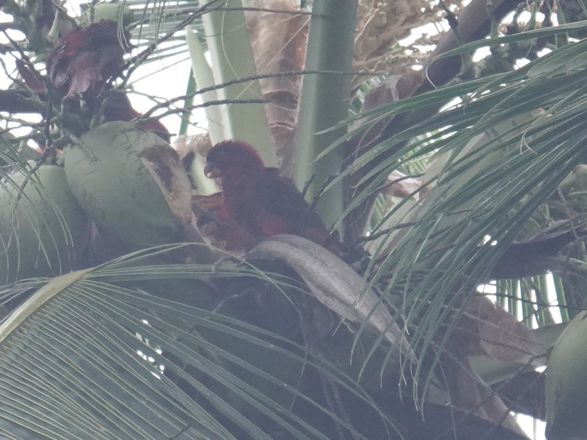 Cardinal Lory - ML639095360