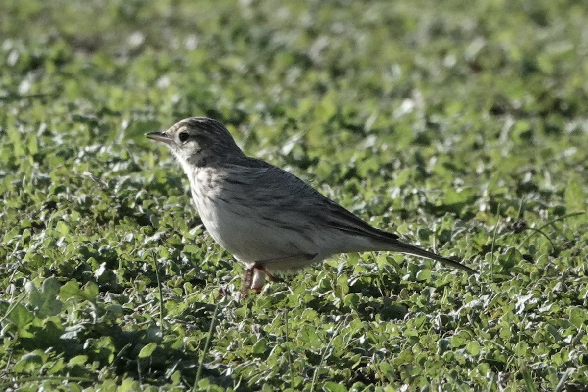 Australian Pipit - ML639095396