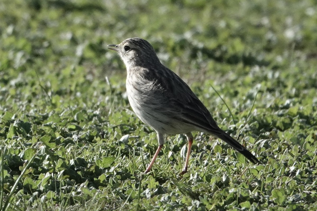 Australian Pipit - ML639095397