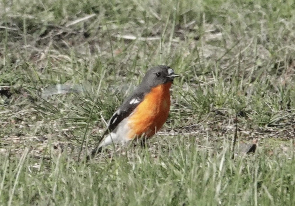 Flame Robin - ML639095416