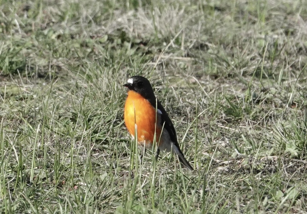 Flame Robin - ML639095417