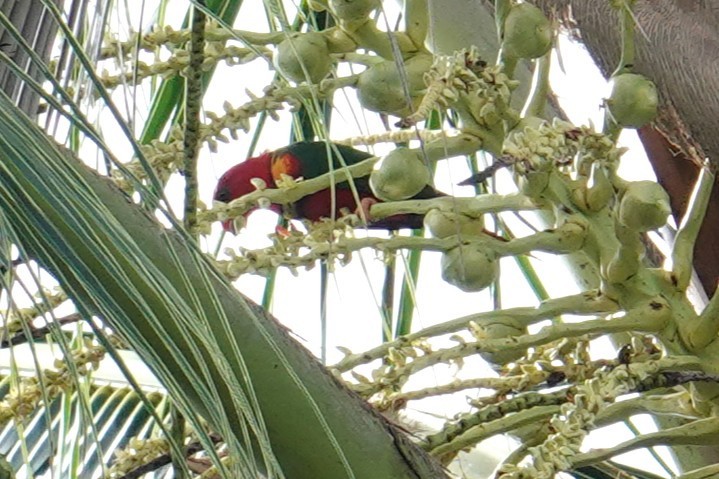 Margarita Loriketi - ML639095422