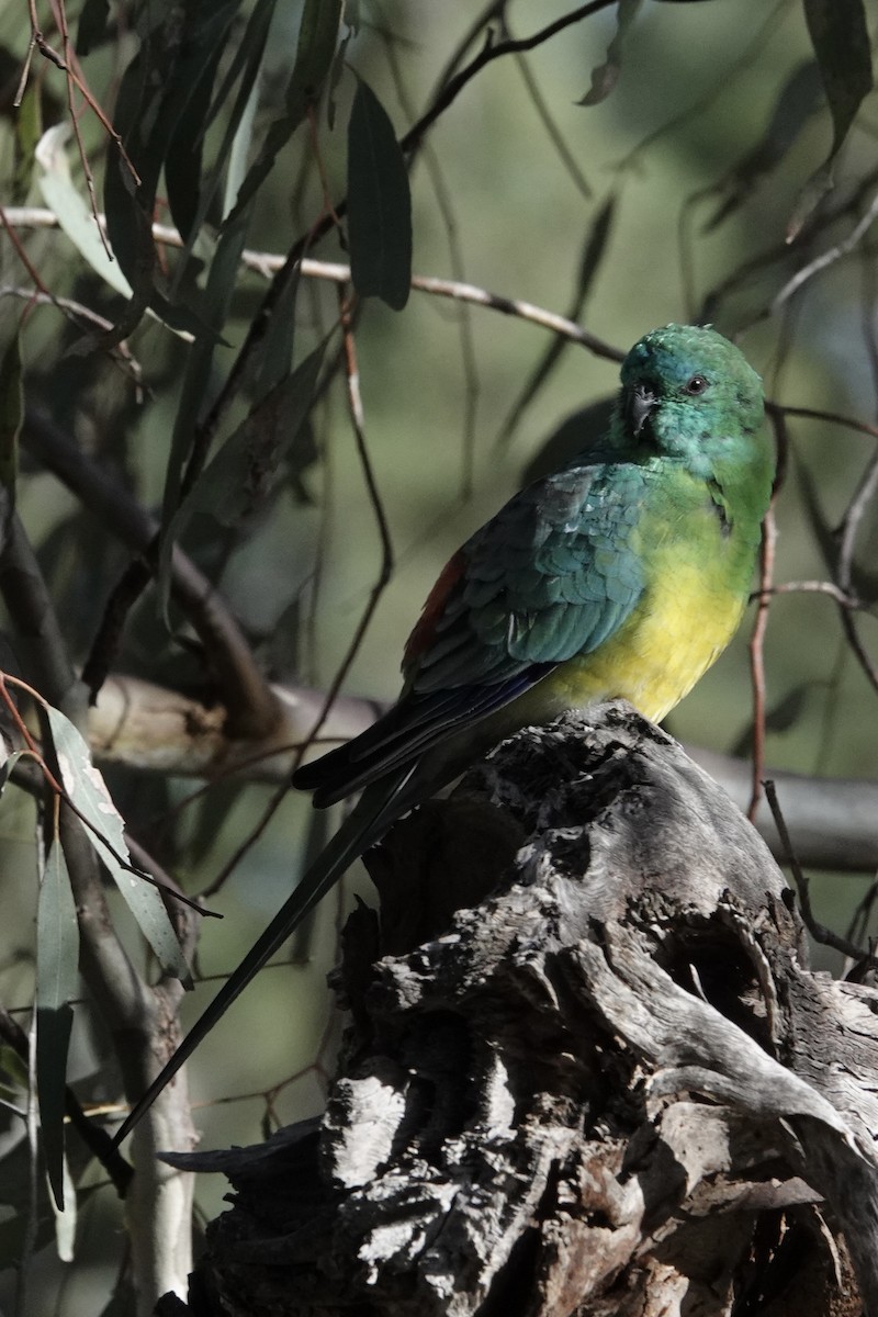Red-rumped Parrot - ML639095467