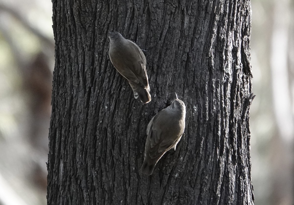 Brown Treecreeper - ML639095474