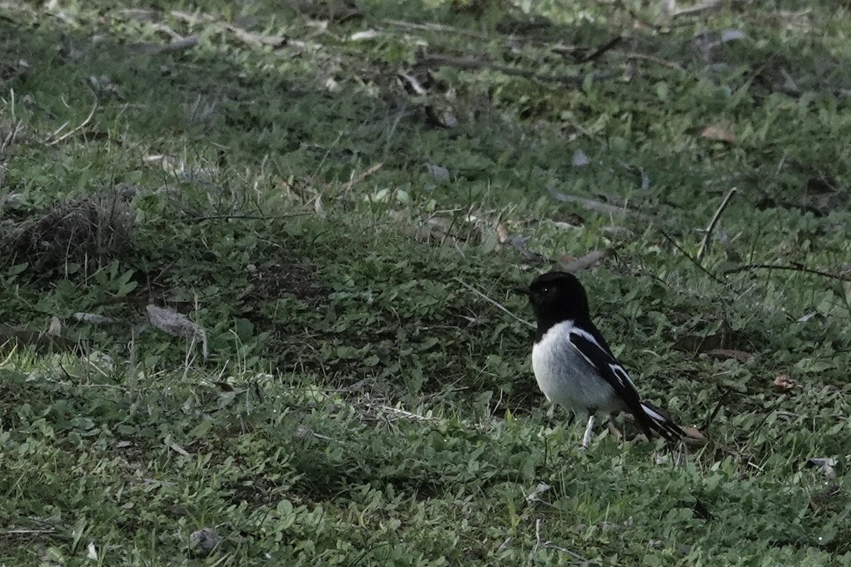 Hooded Robin - ML639095489