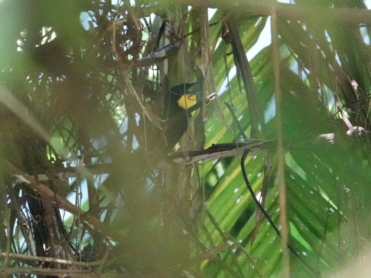Oriole Whistler - ML639095495