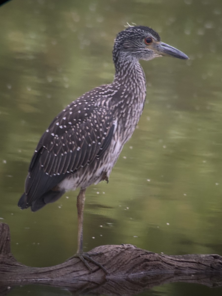 Yellow-crowned Night Heron - ML639095542