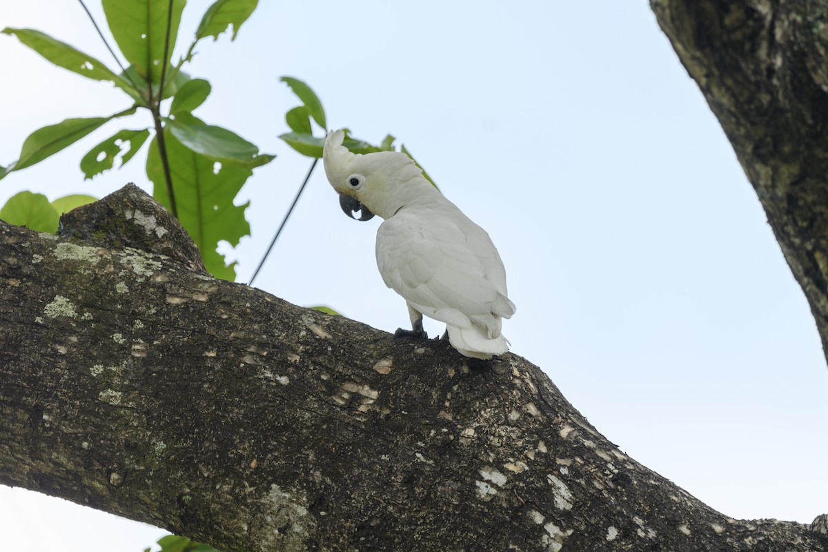 Tanimbar Corella - ML639095543