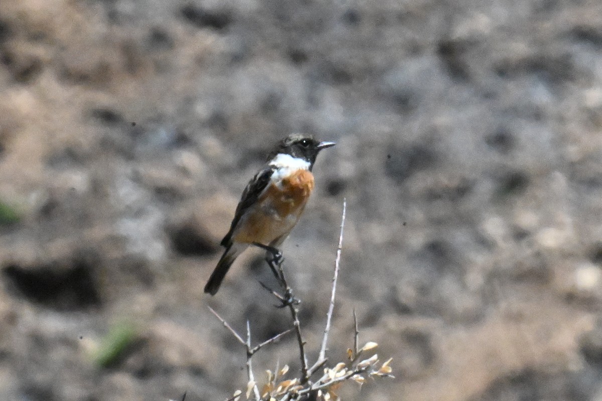 European Stonechat - ML639095564