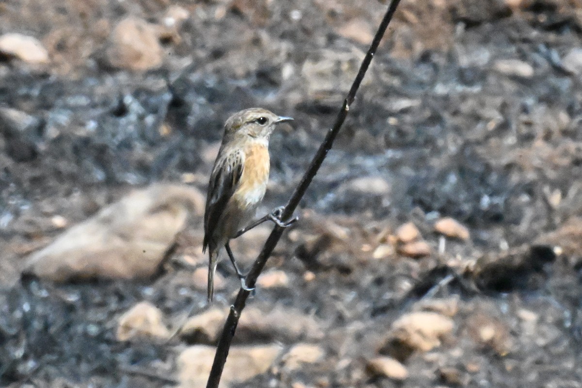 European Stonechat - ML639095565