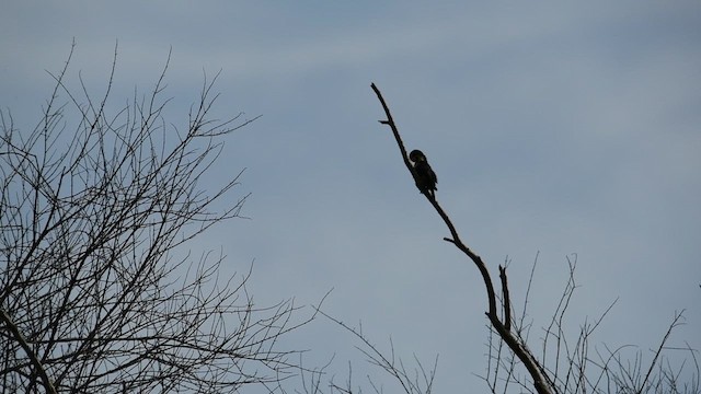 White-fronted Falconet - ML639095583