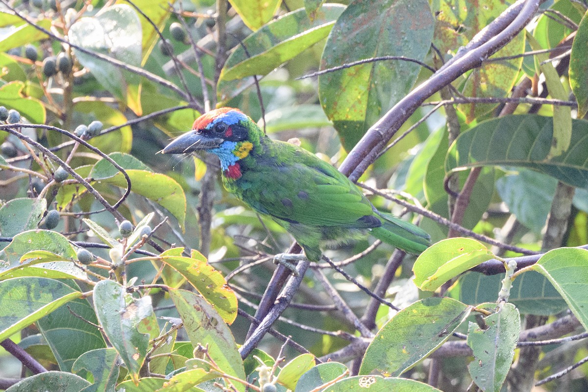 Vielfarben-Bartvogel - ML639095610