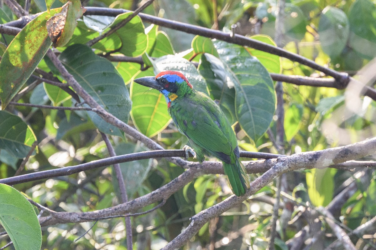 Vielfarben-Bartvogel - ML639095611