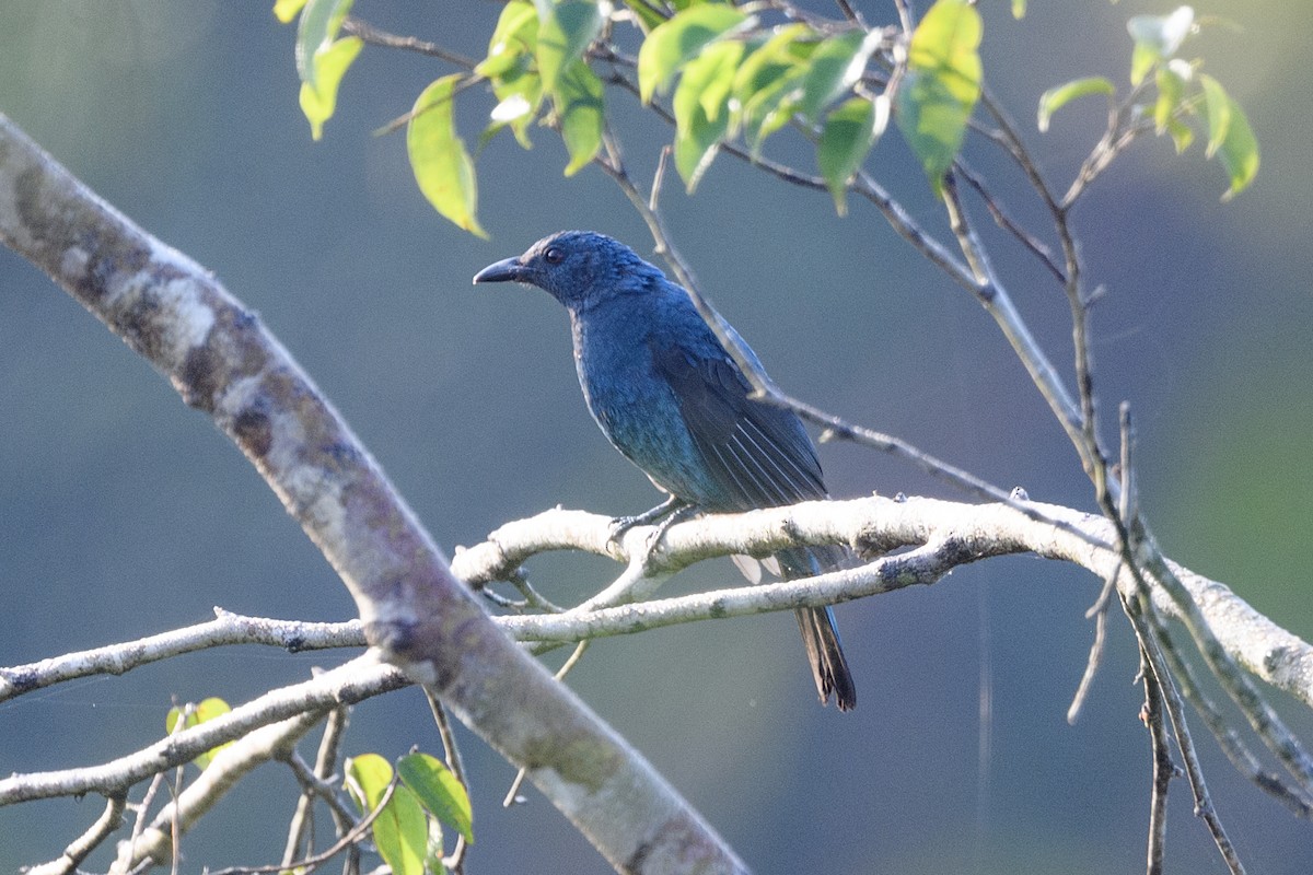 Türkisfeenvogel - ML639095625