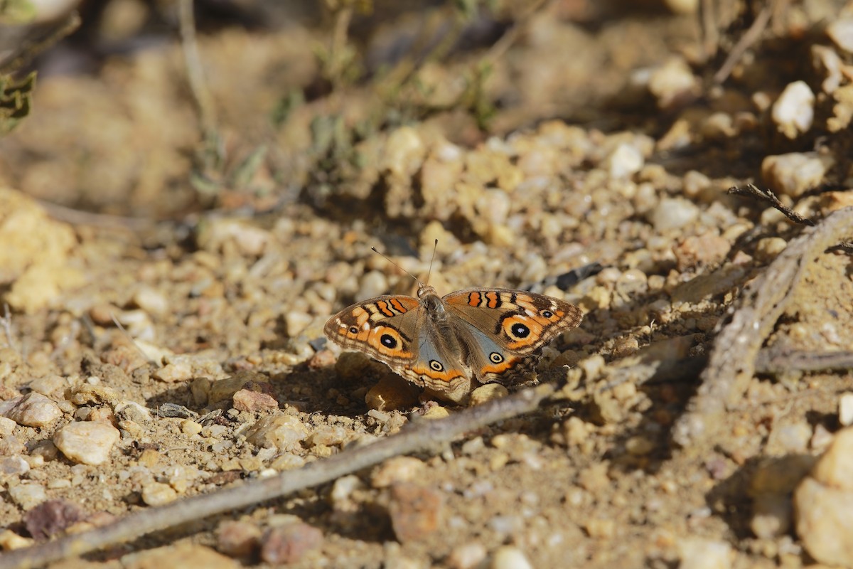 South American Tropical Buckeye - ML639095669