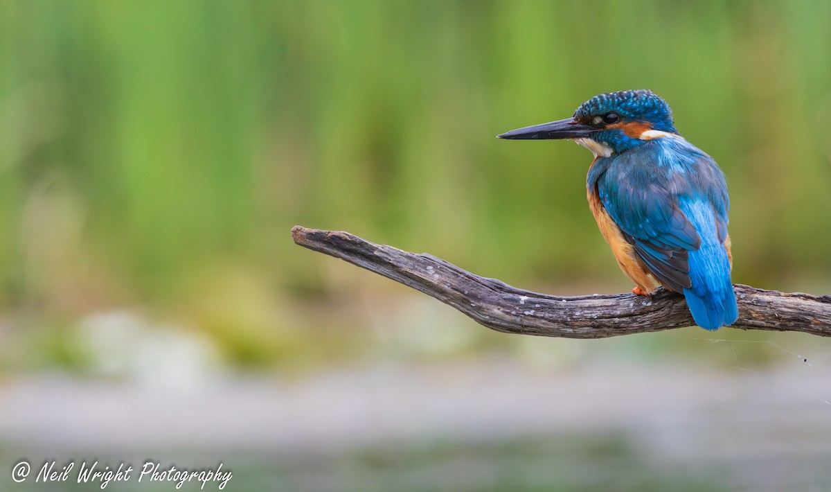 Common Kingfisher - ML639095743