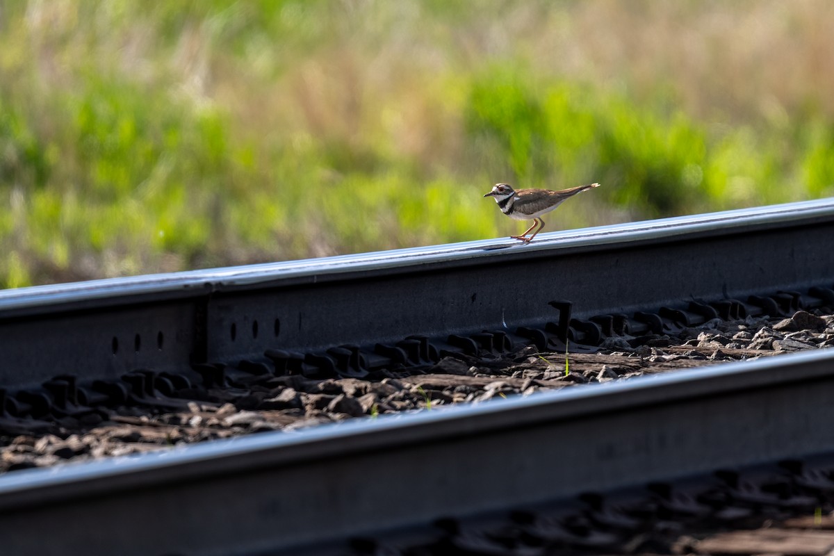 Killdeer - ML639095755