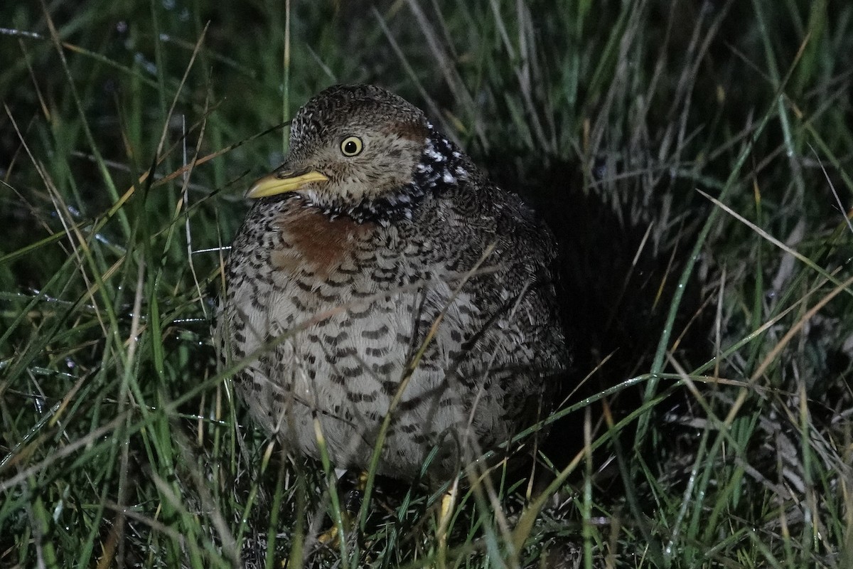 Plains-wanderer - ML639095761