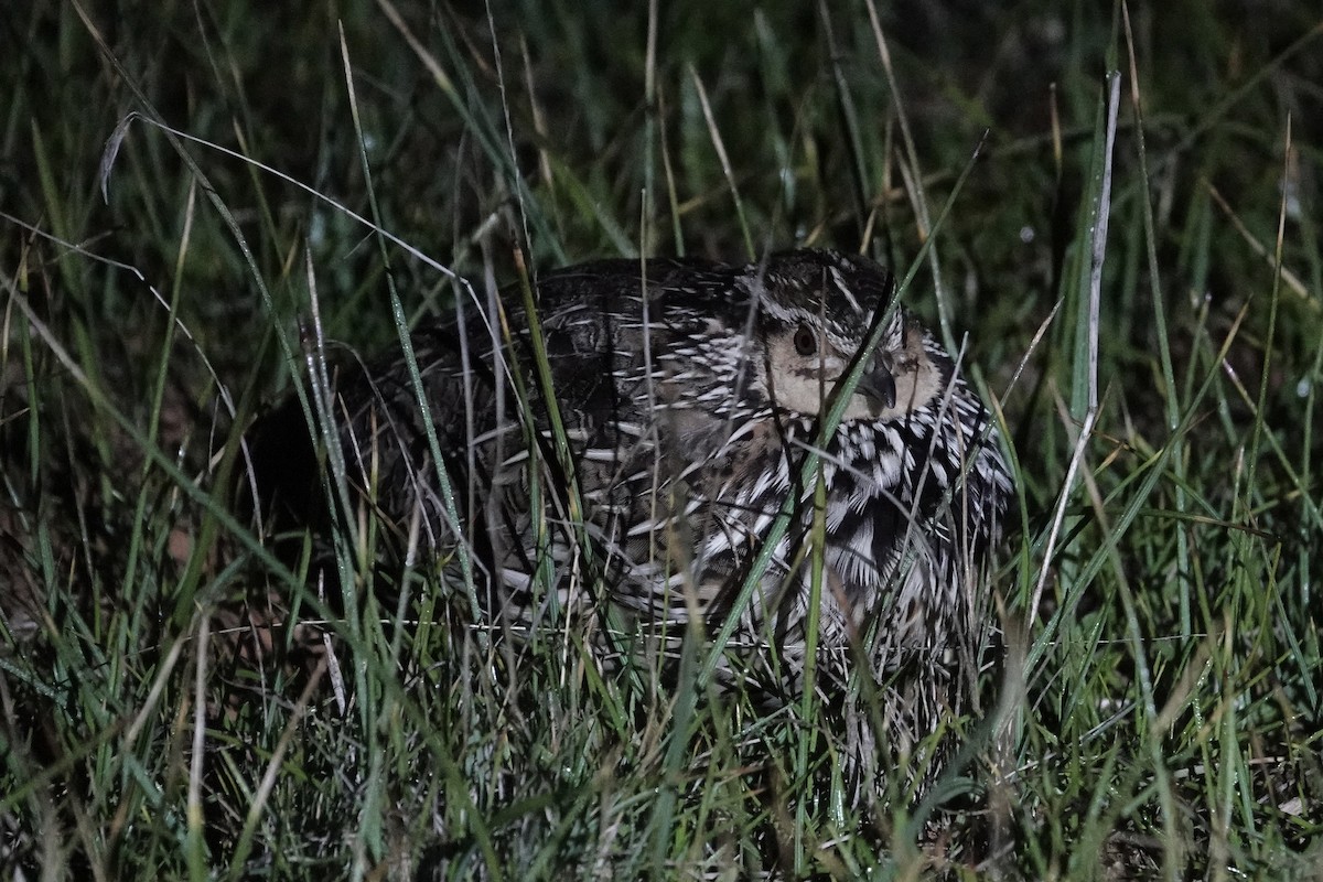 Stubble Quail - ML639095785