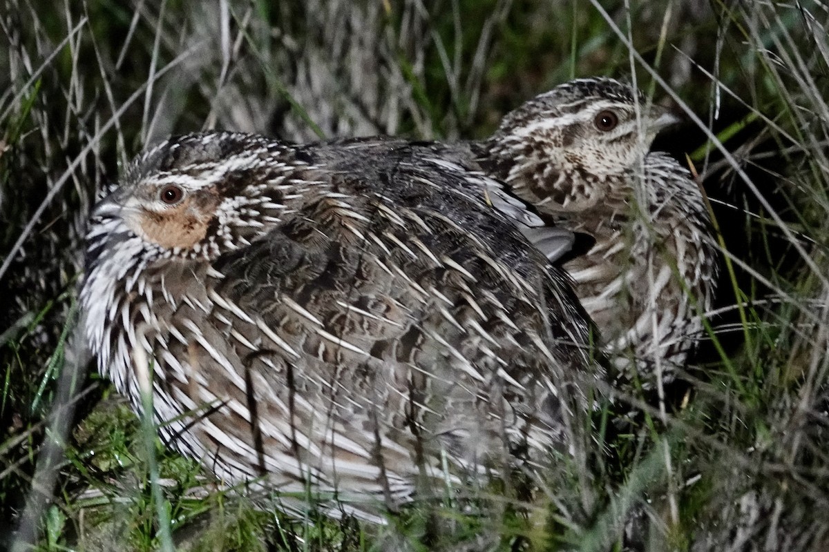 Stubble Quail - ML639095829