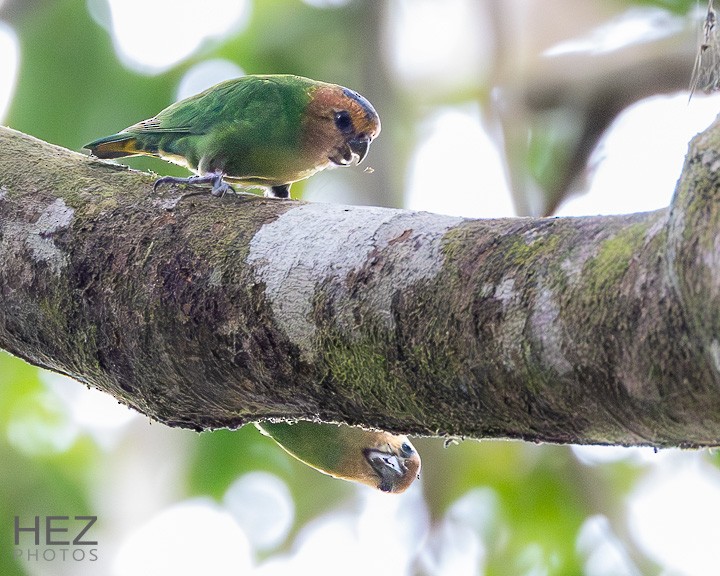 Buff-faced Pygmy-Parrot - ML639095839