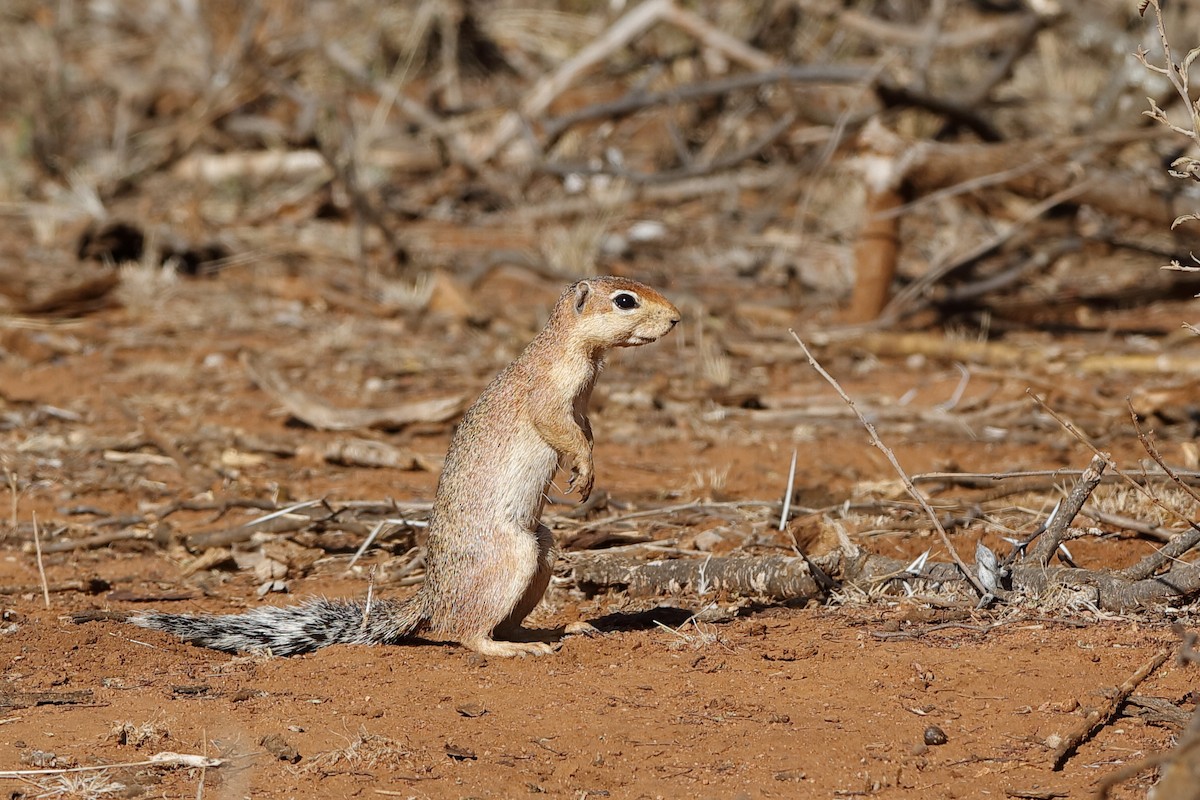 Unstriped Ground Squirrel - ML639095852