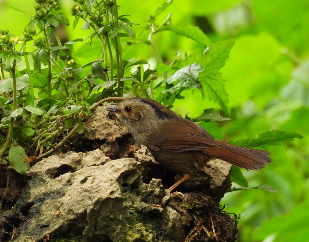 Dusky Fulvetta - ML639095855