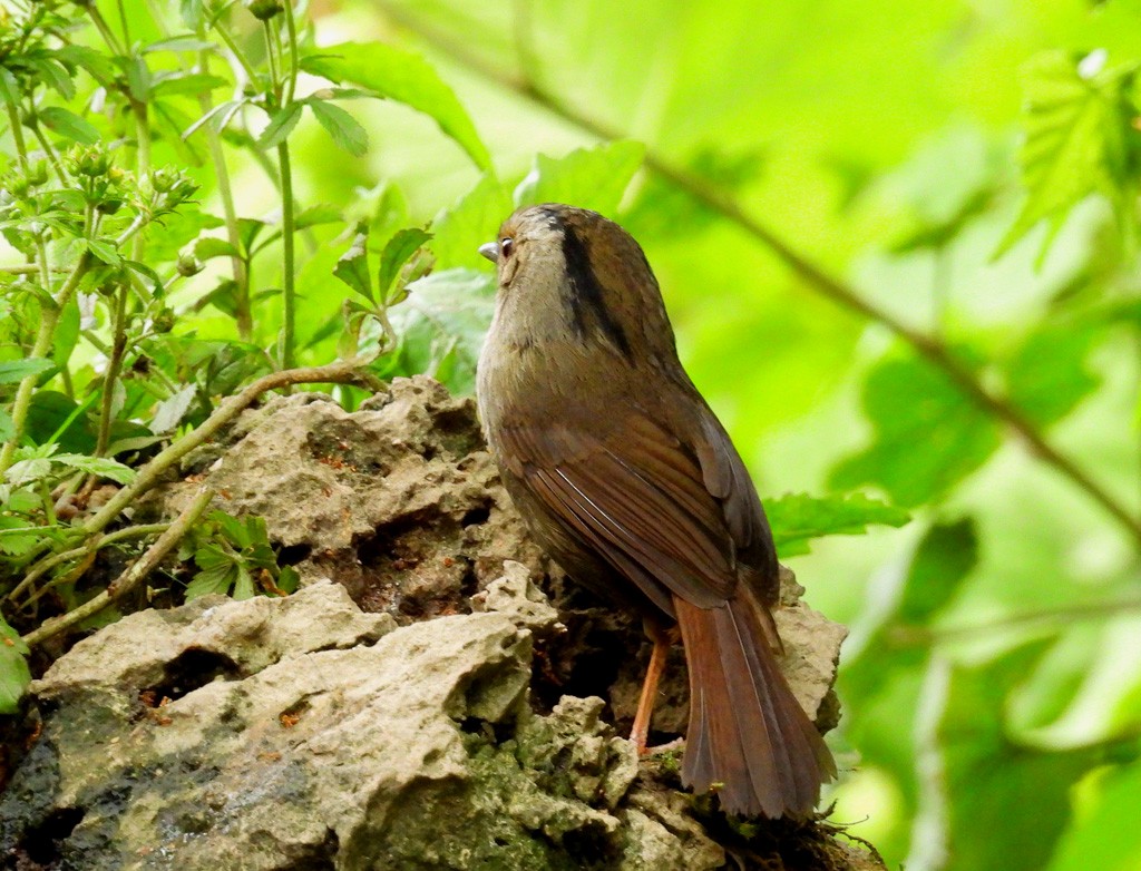 Dusky Fulvetta - ML639095857