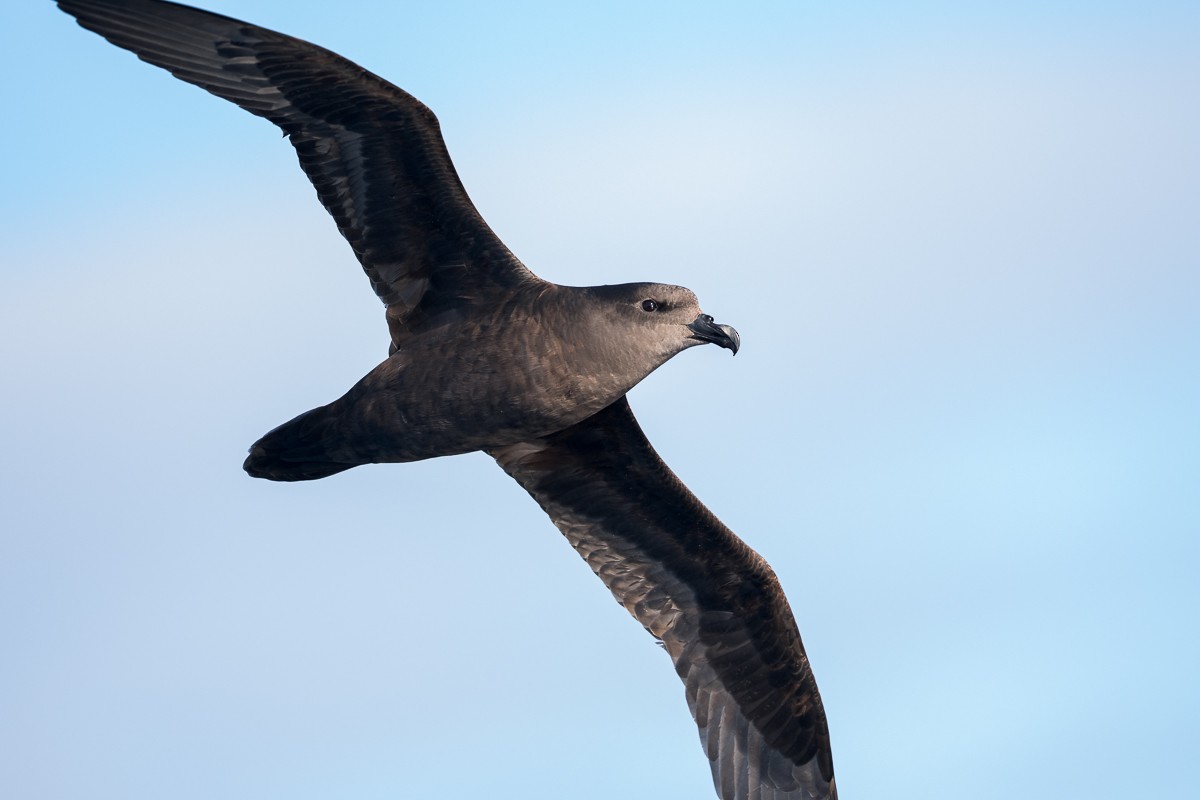 Great-winged Petrel - ML639095861