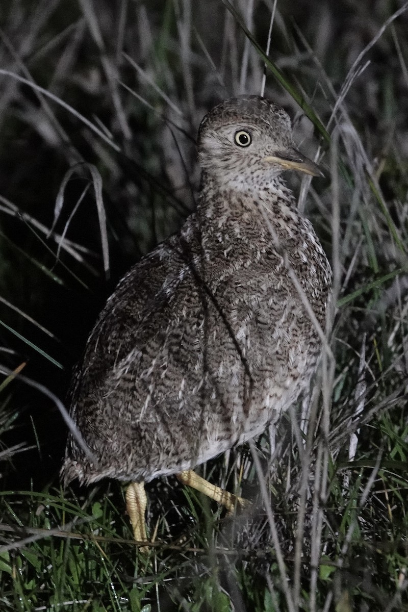 Plains-wanderer - ML639095882