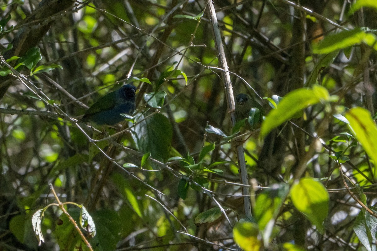 Tricolored Parrotfinch - ML639095965