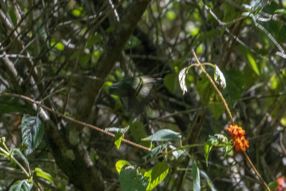 Tricolored Parrotfinch - ML639095966