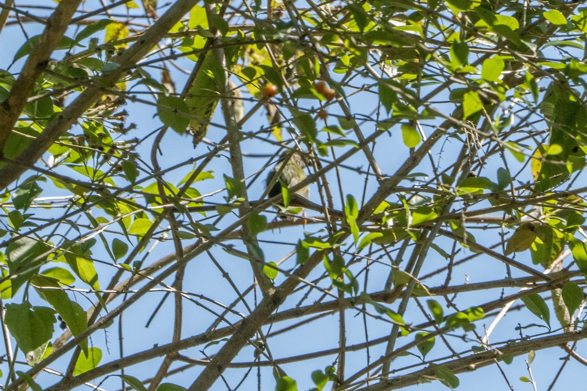 Tricolored Parrotfinch - ML639095967