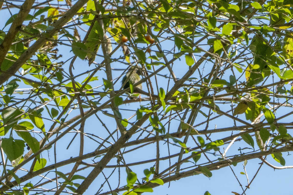 Tricolored Parrotfinch - ML639095968