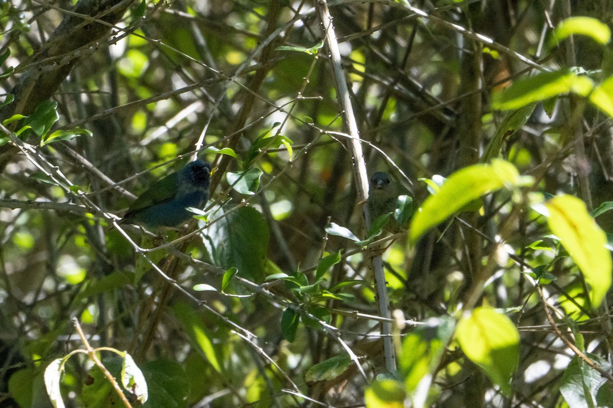 Tricolored Parrotfinch - ML639095969