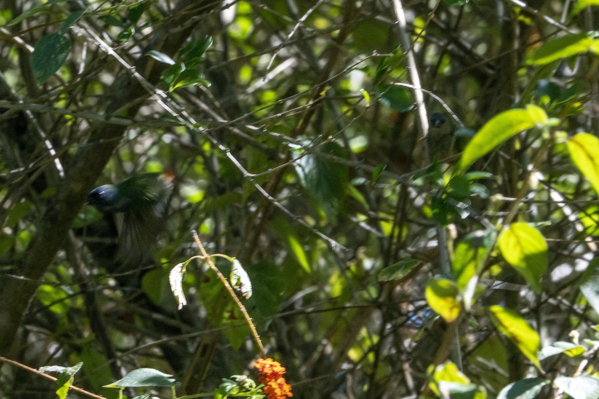 Tricolored Parrotfinch - ML639095970